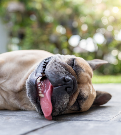 Beat the Heat: Summer Pet Safety Tips from a Veterinarian in St. Charles